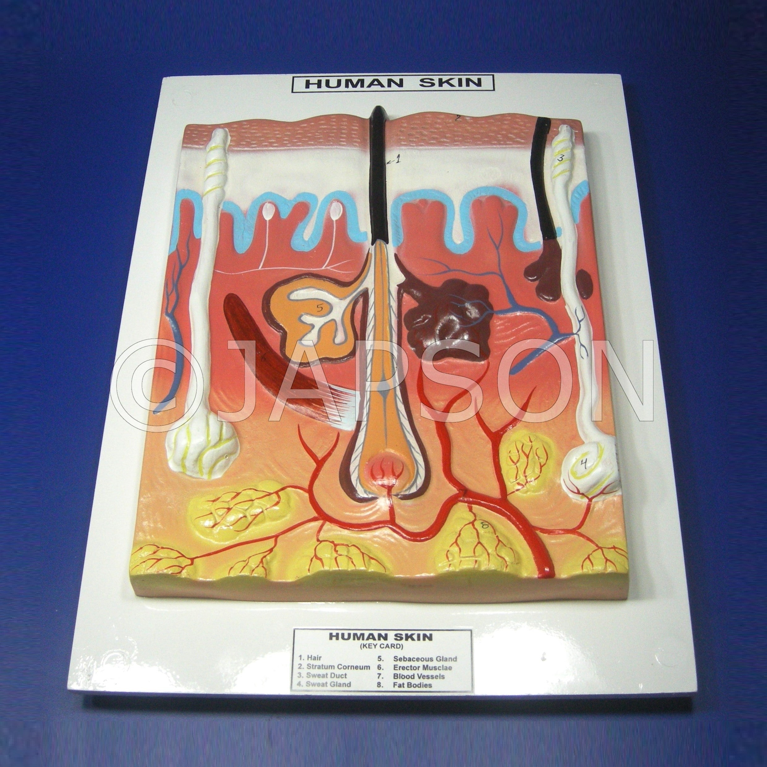 Human Model - Skin 2 Human Model - Skin 2